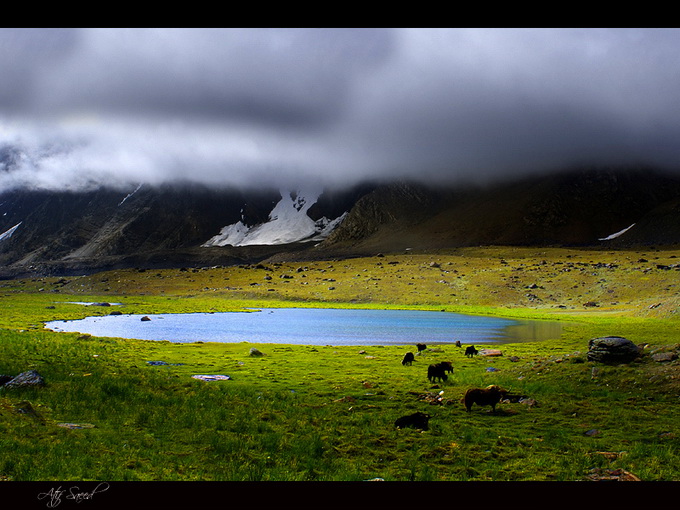 作者 M Atif   Saeed.jpg