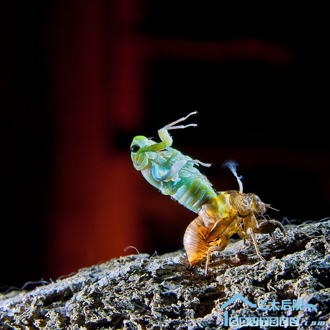 金蝉脱壳重生的过程令人震撼。借助逆光，将外壳拍出了金黄的质感。  作者   王旭生.jp.jpg