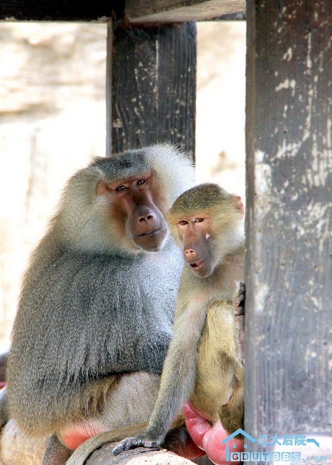 老大，有人说你坏话……  作者   杨明.jpg