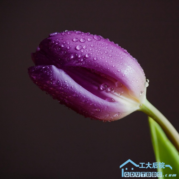 作者 pearceval.jpg