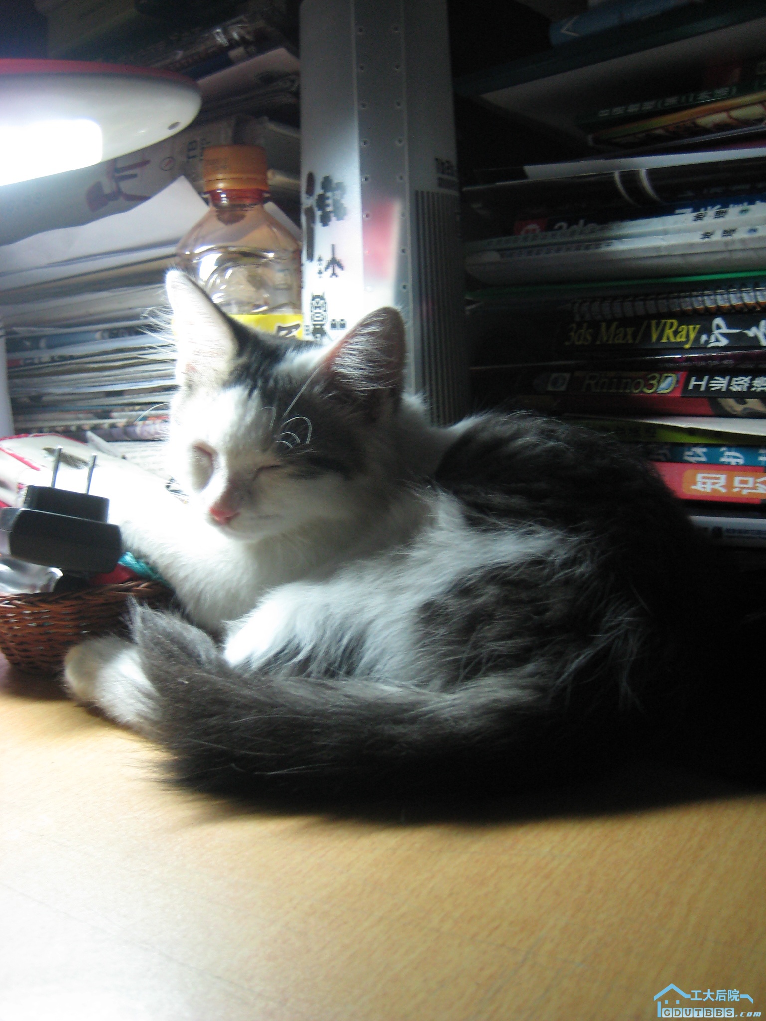 误闯的小猫，生死不明