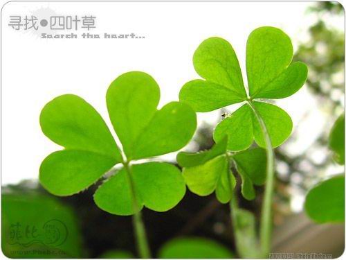 寻找四叶草.jpg