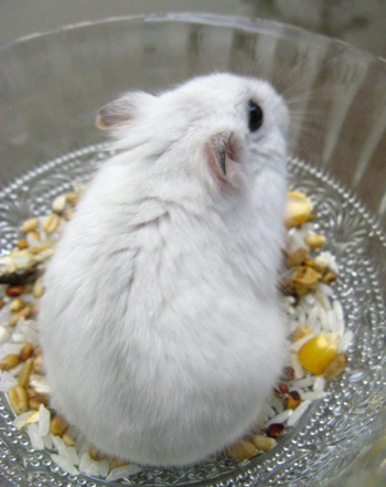 小芝是银狐MM。。