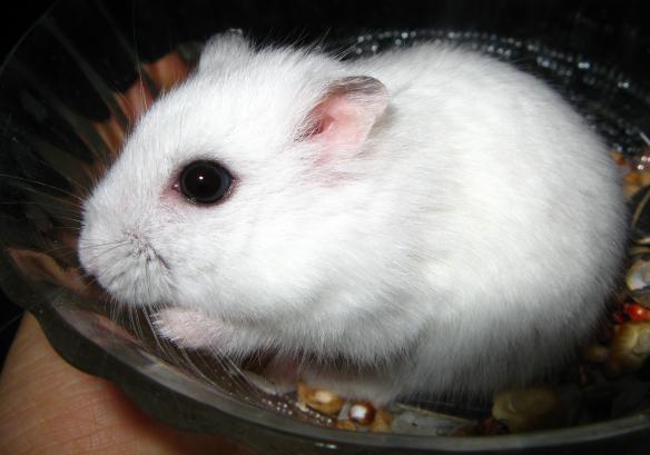 小芝是非一般的漂亮。。