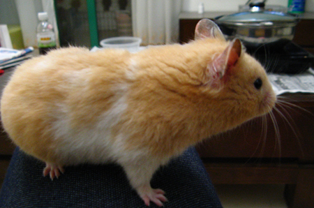 熊是大块头。。