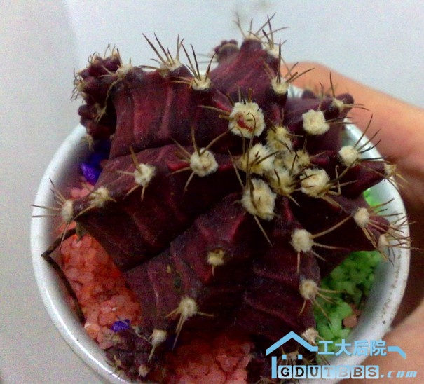 黑牡丹.jpg