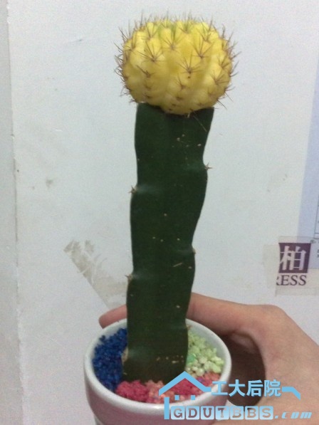 黄球.jpg