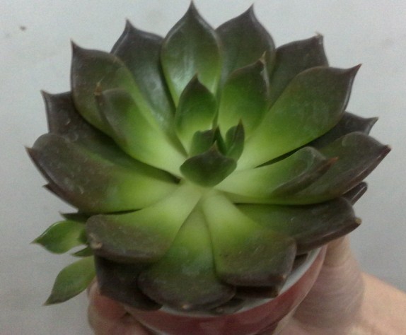 黑皇子.jpg