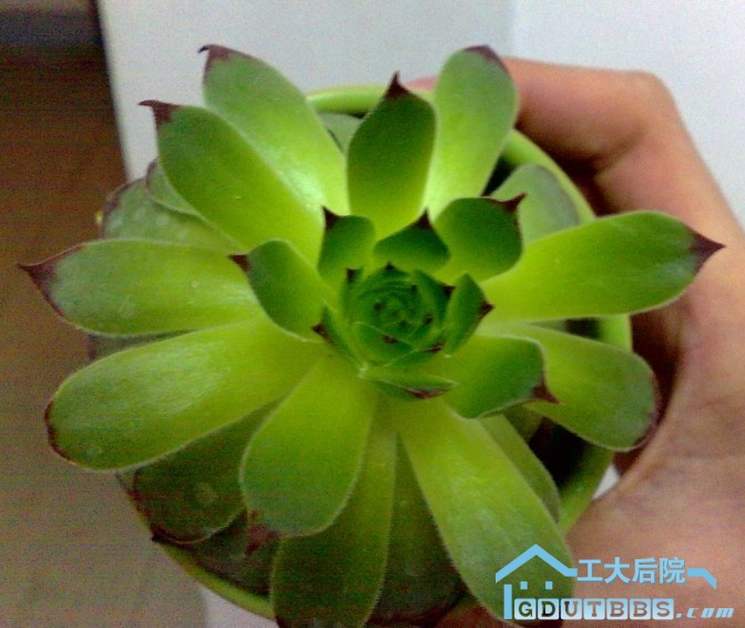 观音莲.jpg