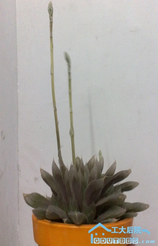 玉章.jpg