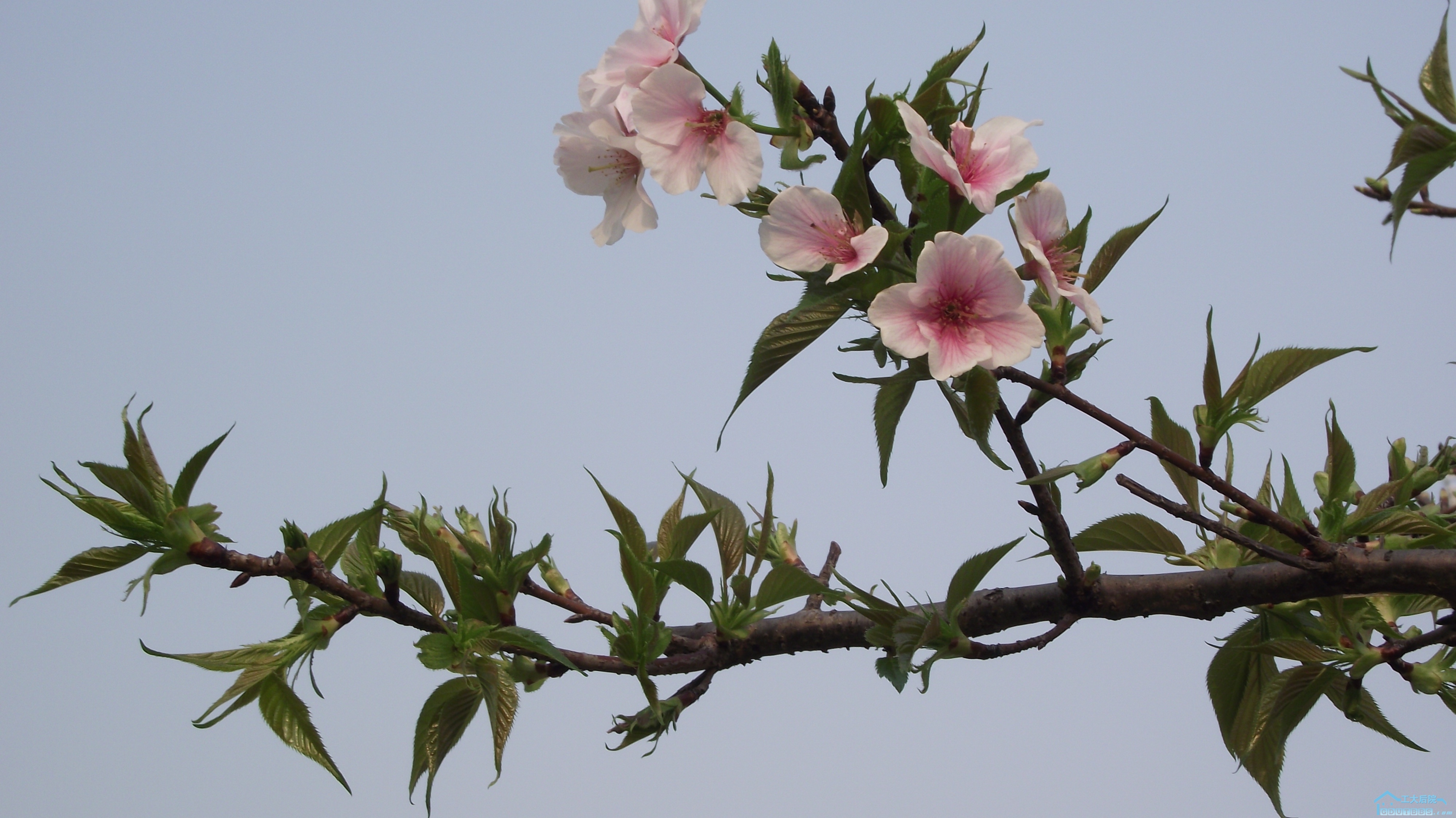 DSCF2413.jpg