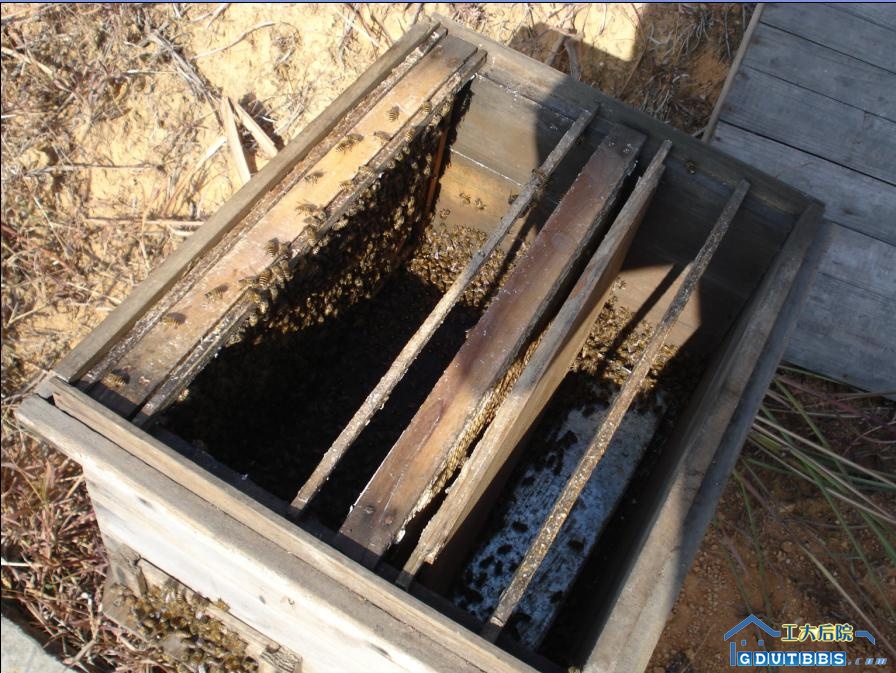 某蜂箱.jpg