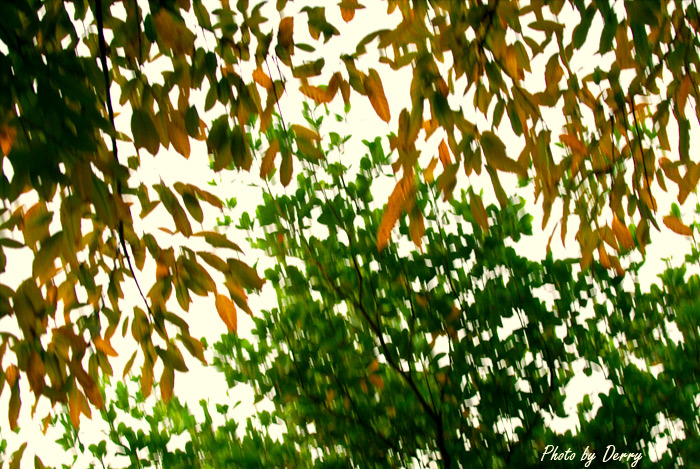 偶尔的落叶只是为秋天增加一点气氛~