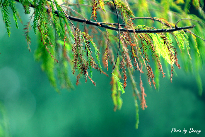 广州的的秋天是多彩的~枯黄翠绿交换着~~