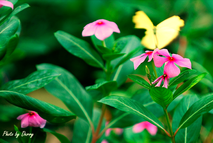 蝴蝶依旧忙碌着~（这东西拍了好久都没成功！）