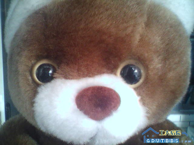 小熊熊.jpg