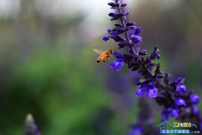 这张是上次去百万葵园拍的``充数的