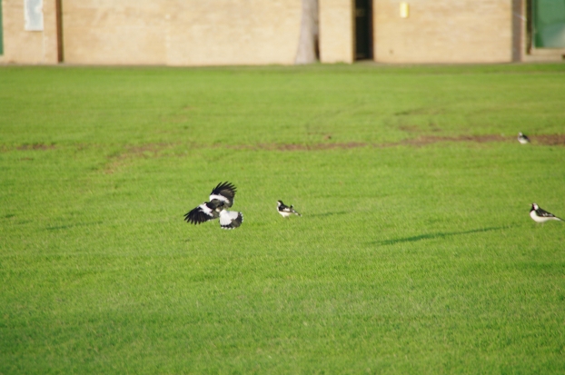 IMGP0504_th.jpg
