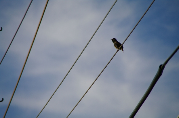 IMGP0496_th.jpg