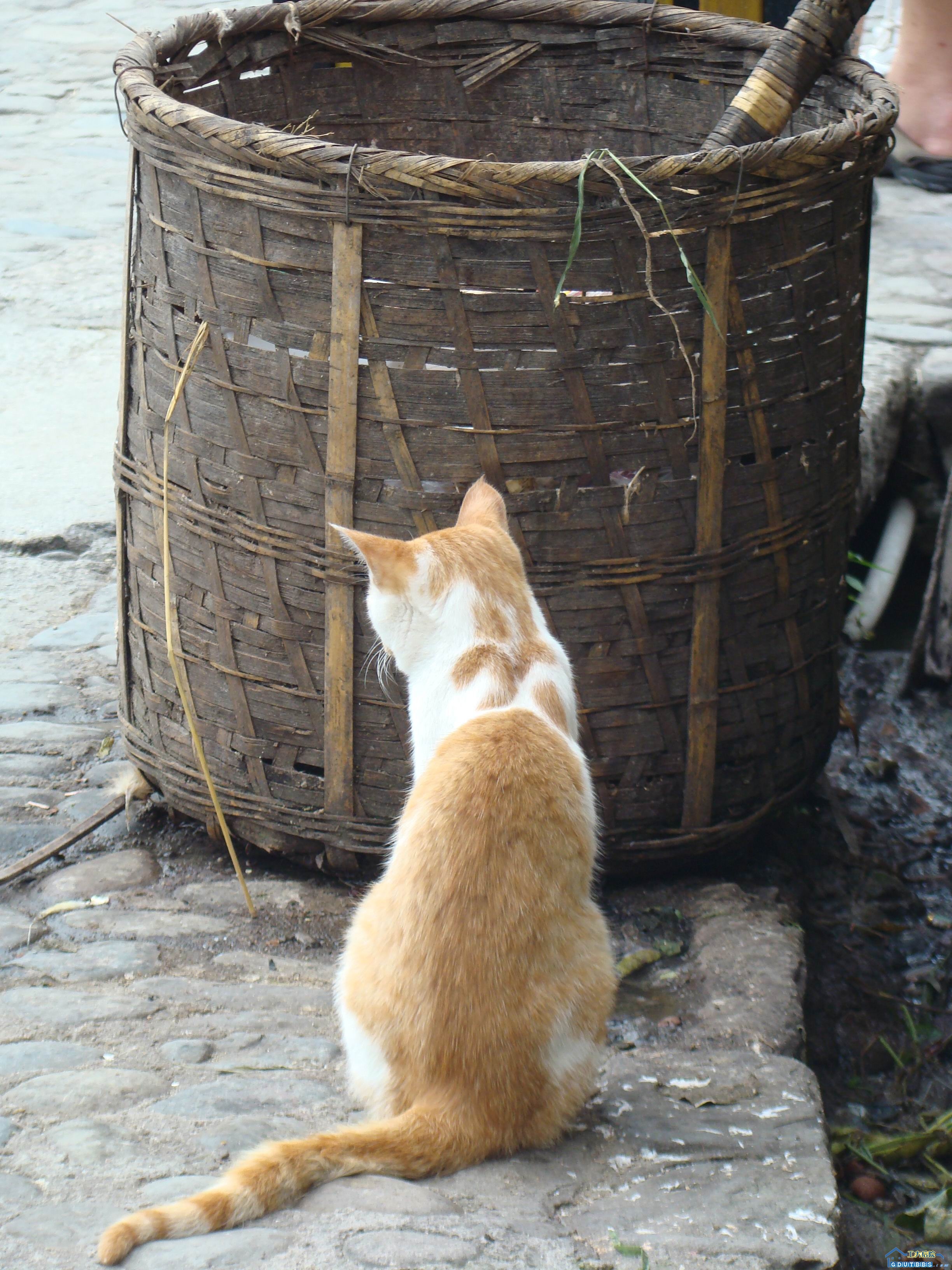 cat.jpg