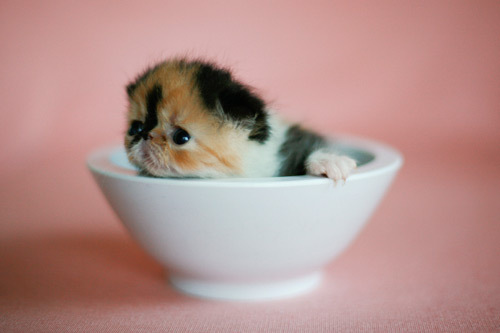 81cb42a9ea09a5ee1e17a2b4.jpg