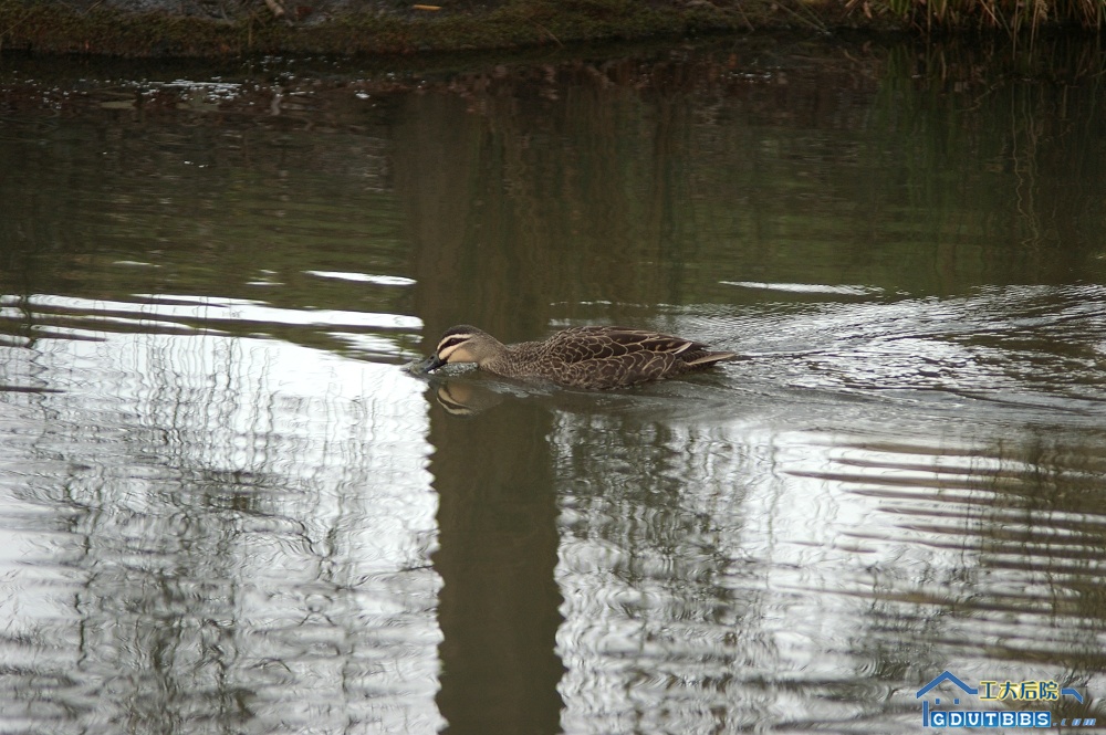 IMGP1744.jpg