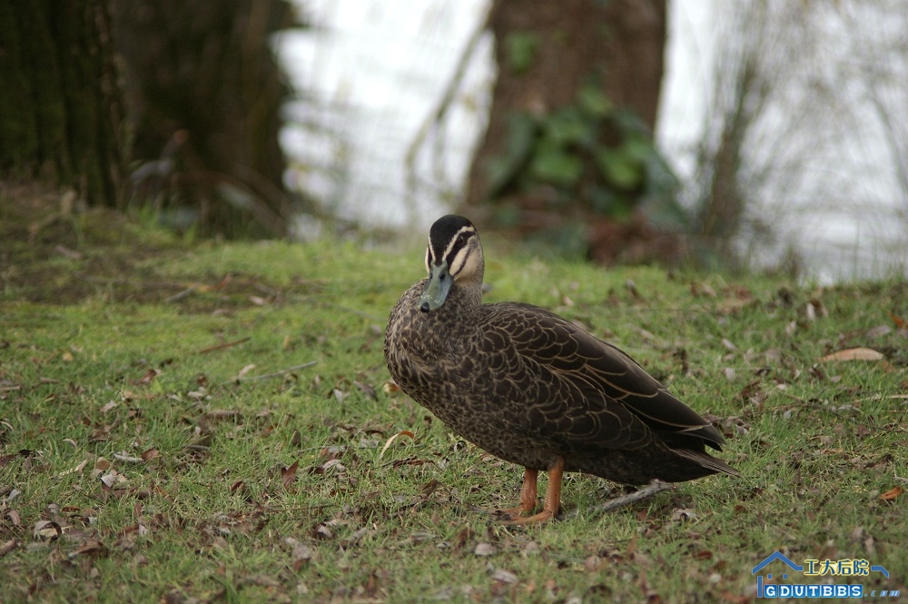 IMGP1762.jpg