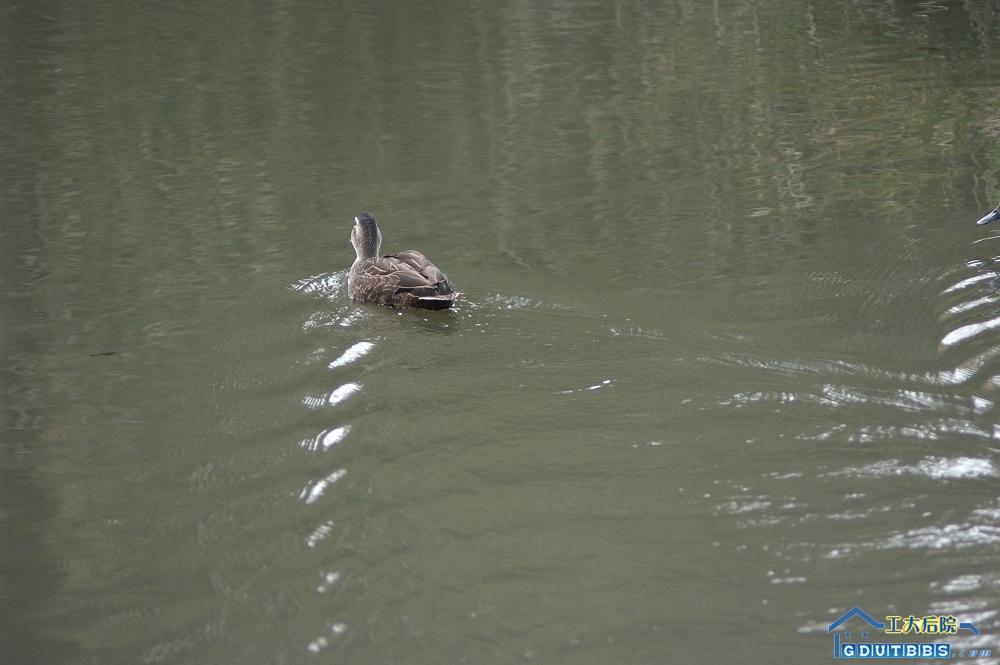 IMGP1777.jpg