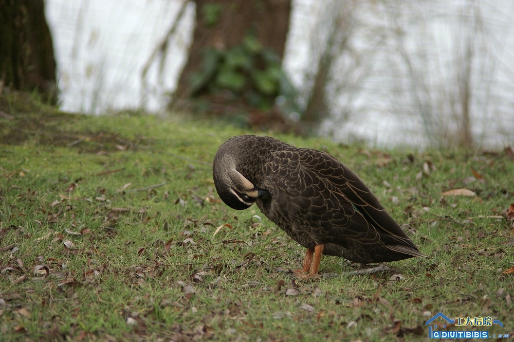 IMGP1756.jpg