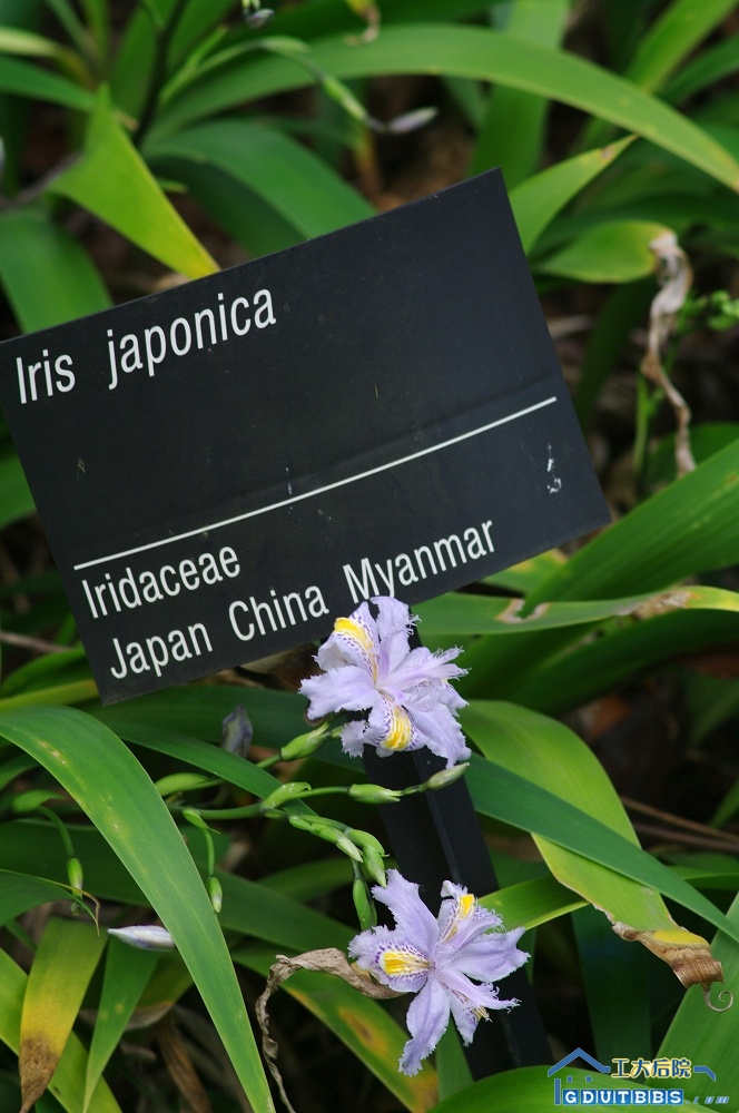 IMGP2736.jpg