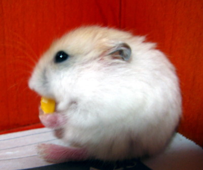 小家伙大概是饿了吧。。