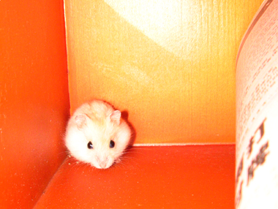 放它在报纸上玩，它就躲到报纸底下去了