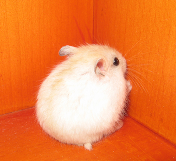 露个背，看清楚了，我是小金狐~