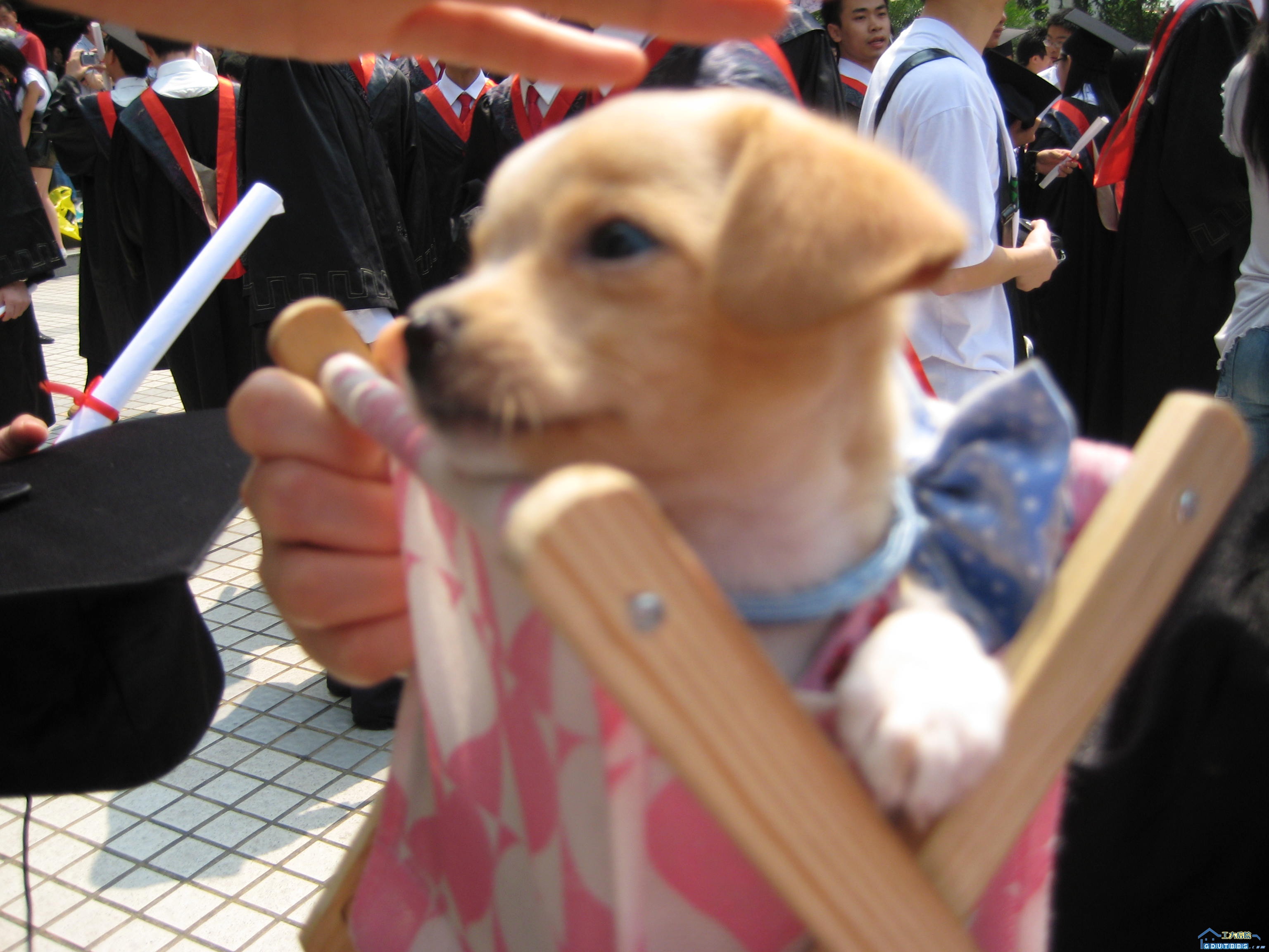 在此谢谢dogdog嘀主人～