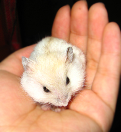 小狐终于愿意乖乖呆在我手心里了。。