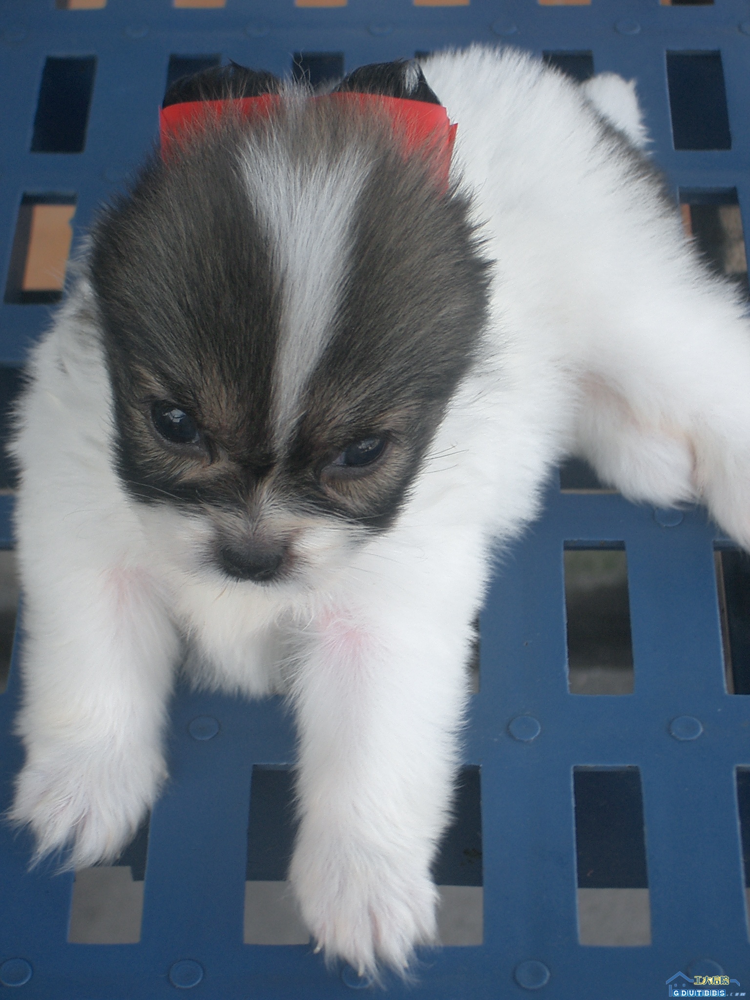 偶很可怜，买了我吧