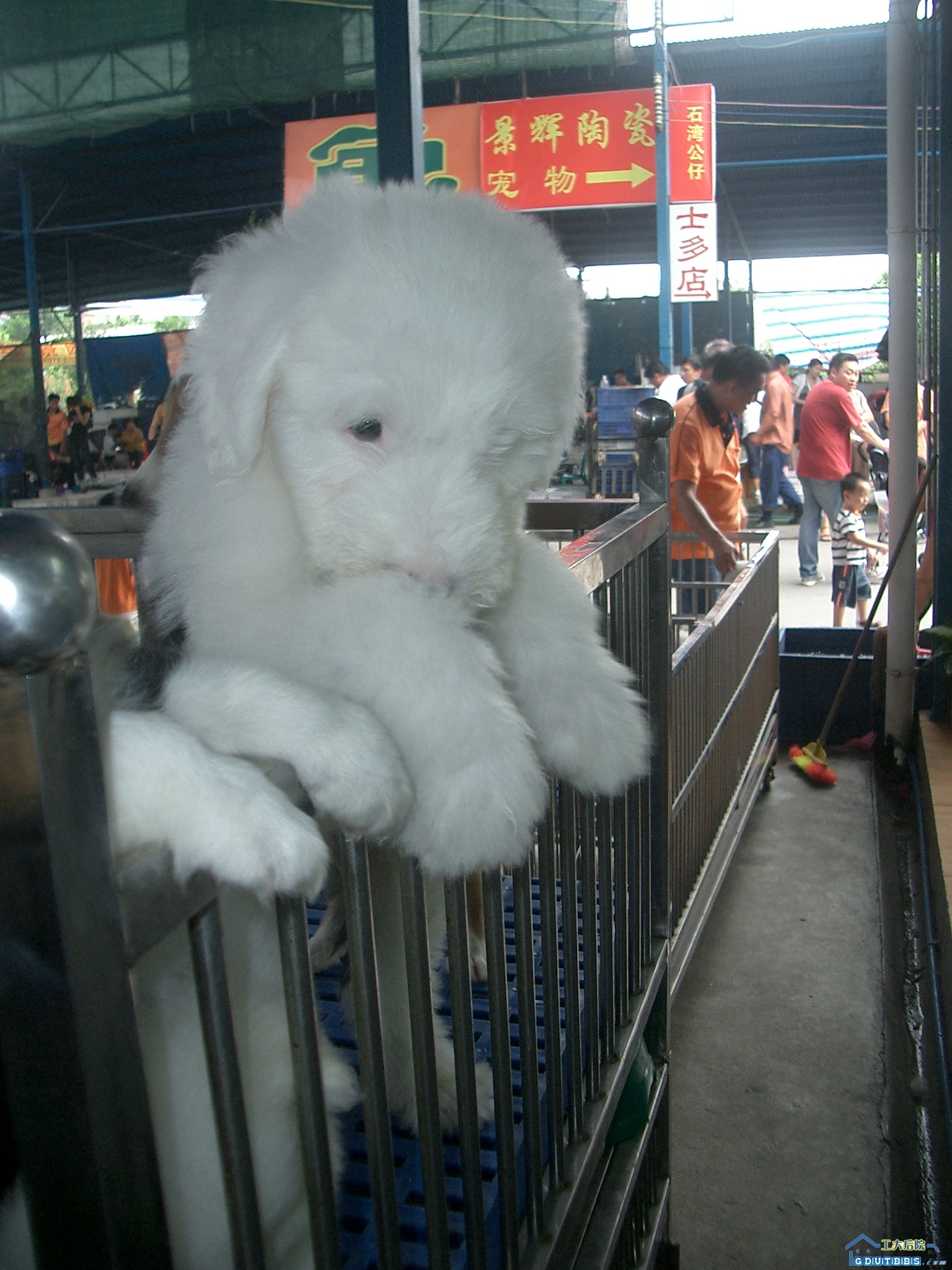 我要自由我要自由，我还狗粮