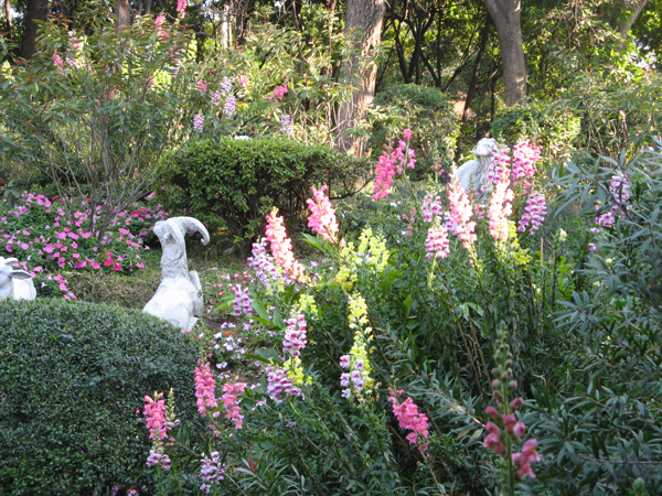 小山坡也被花覆盖了