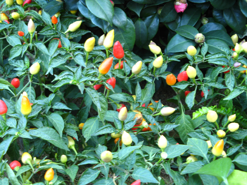 彩色的。辣椒吗？