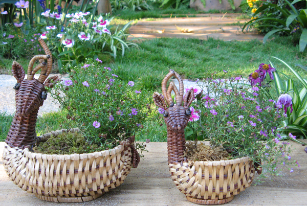 吸引我的是两只可爱的小鹿～