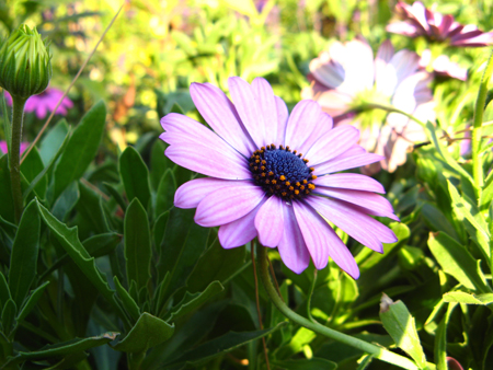 其实是很小一朵
