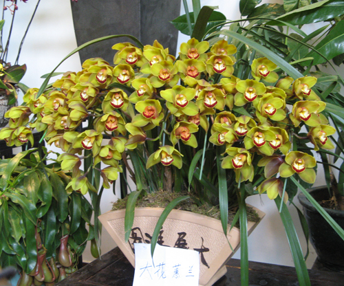 下面写着花名呢