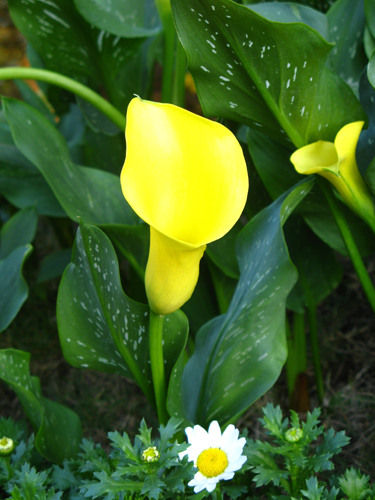 不知道为什么相机一拍黄色就会鲜到好假