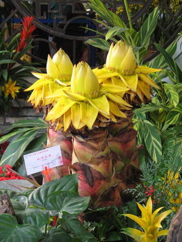 地涌金莲。有人说是竹笋花