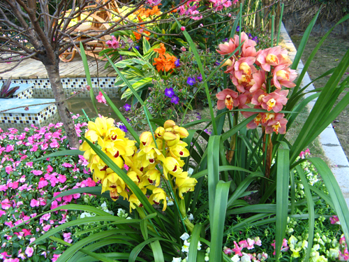 路边的兰跟室内的一样好看