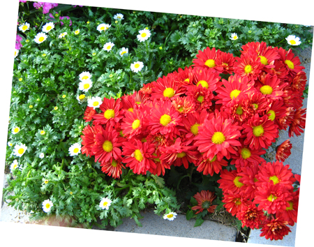 角落里的花儿一样盛放