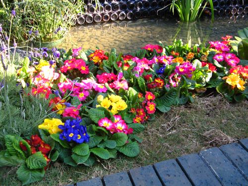 五颜六色的花，开得娇艳