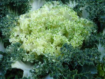 这个不晓得是花还是菜-_-#