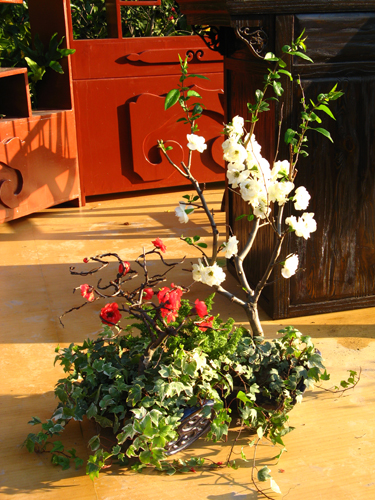 别看人家小小一盆，好多长枪短炮对着它呢～