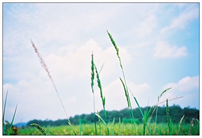 田边的杂草，再说一次我爱夏日的天空